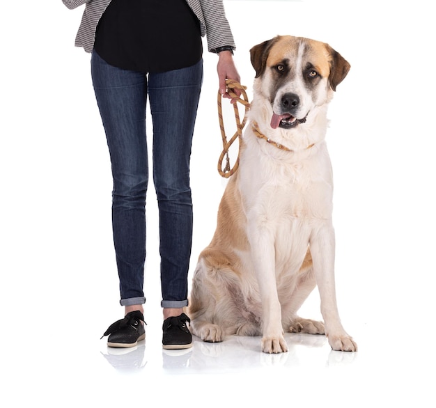 Great Pyrenees or Pyrenean mountain dog sitting on a leash