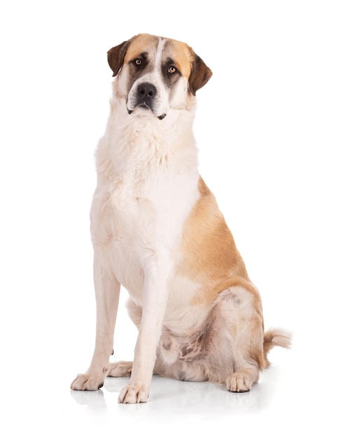 Great Pyrenees or Pyrenean mountain dog sitting on white background