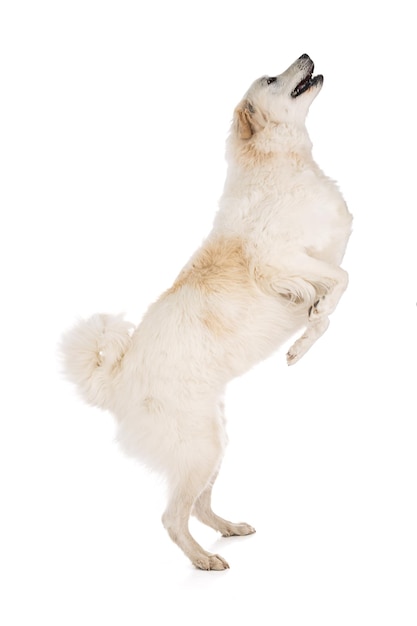 Great Pyrenees or Pyrenean Mountain Dog on white background