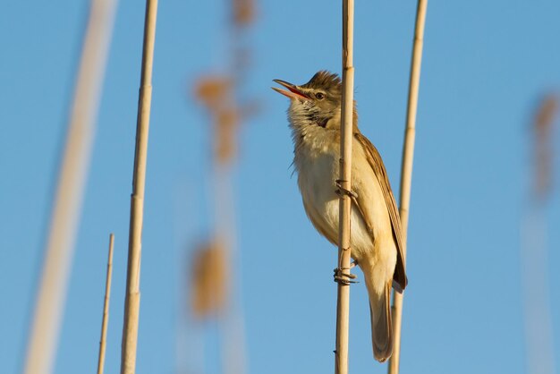 写真 オオヨシキリacrocephalusarundinaceus鳥が葦の茎に座って歌う