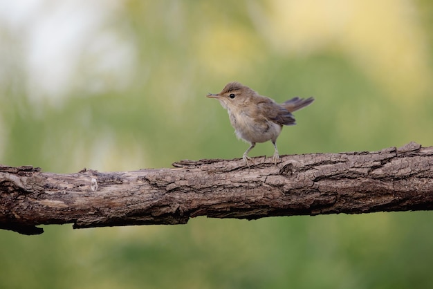 Great reed warbler Acrocephalus arundinaceus a beautiful bird on a tree