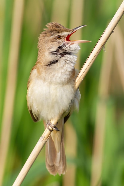 Foto cannaiola maggiore acrocephalus arundinaceus un uccello canta seduto su uno stelo di canna