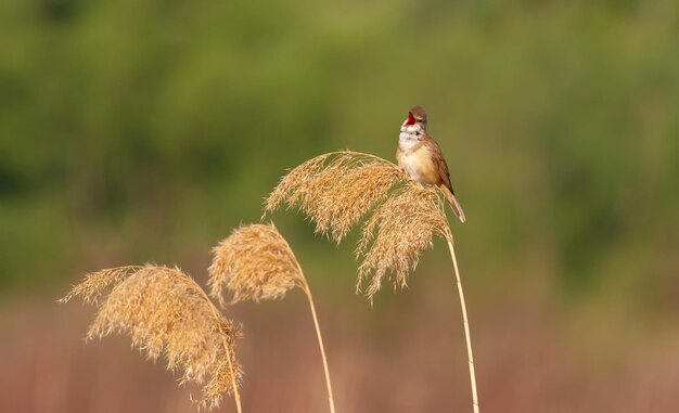 Great Reed Warbler Acrocephalus arundinaceus In the early morning a bird sings sitting on a reed