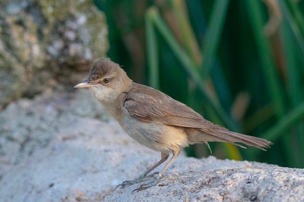 Great reed warbler (Acrocephalus arundinaceus) Toledo, Spain