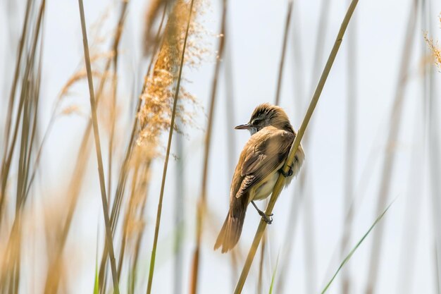 갈대 위의 그레이트 리드 워블러(Acrocephalus arundinaceus)