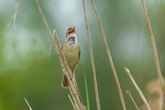 Great reed warbler sitting on reed