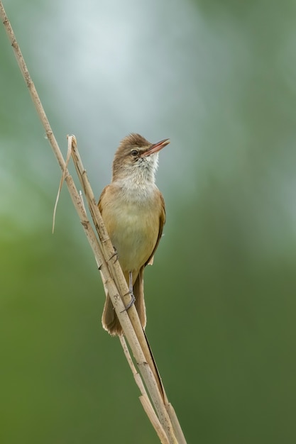 Great reed warbler sitting on reed