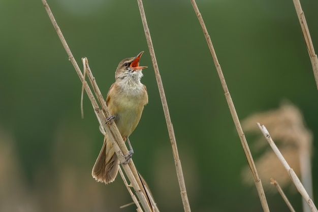 Great reed warbler sitting on reed