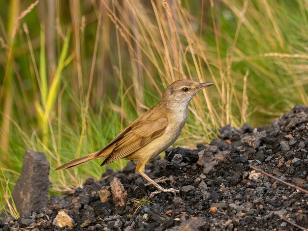 Great reed warbler standing its ground