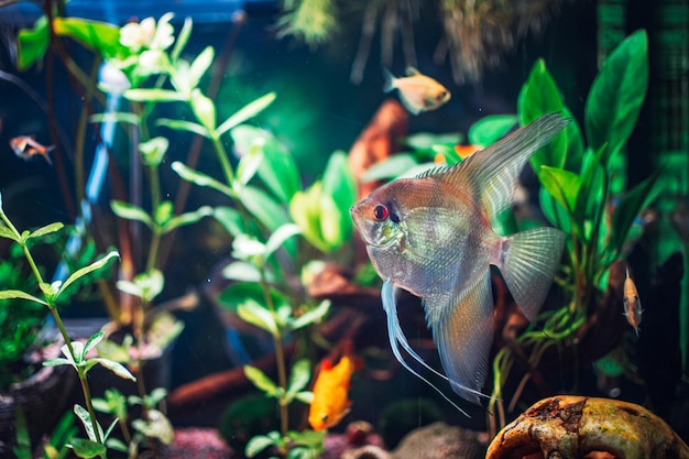 Foto un grande pesce scalare in acquario