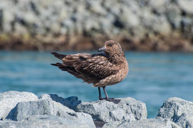 オオトカゲは大きな海鳥です