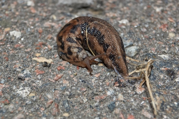 큰 민달팽이 (lat. Limax maximus)가 정원의 길을 따라 기어갑니다.