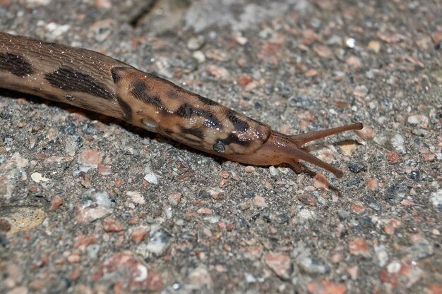 A great slug (lat. Limax maximus) crawls along the paths in the garden.