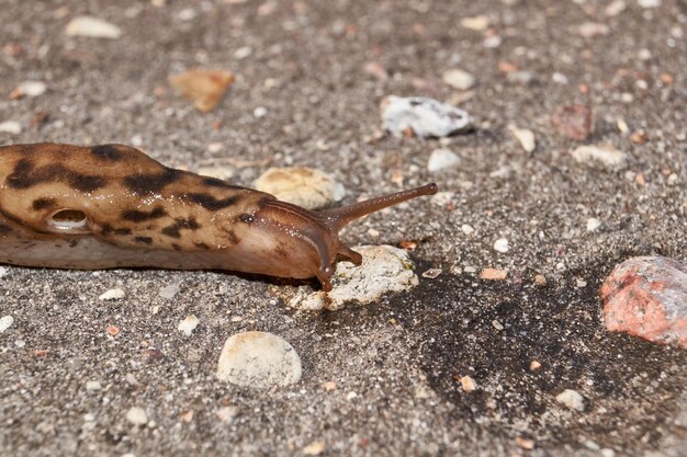 Photo a great slug lat limax maximus crawls along the paths in the garden