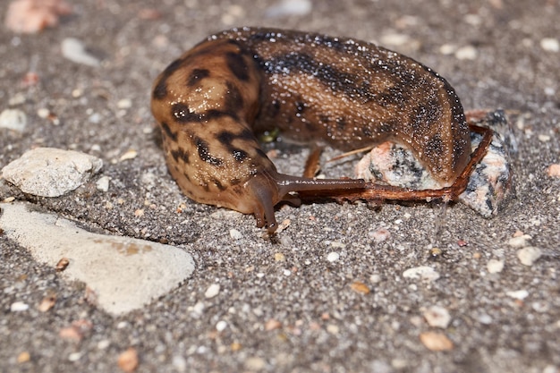 위대한 민달팽이 Limax maximus는 정원의 길을 따라 기어갑니다.