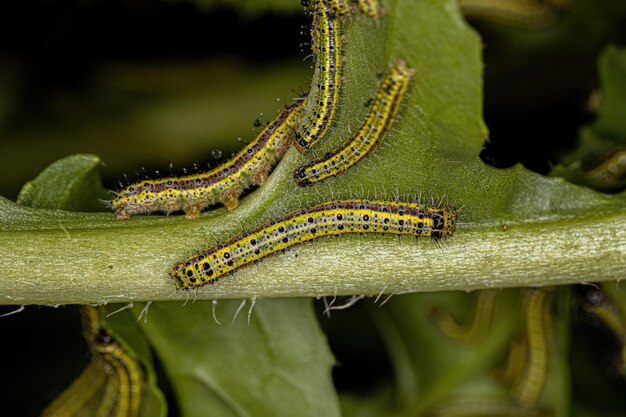 Great Southern White Butterfly Caterpillar