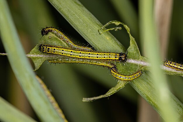 Great Southern White Butterfly Caterpillar