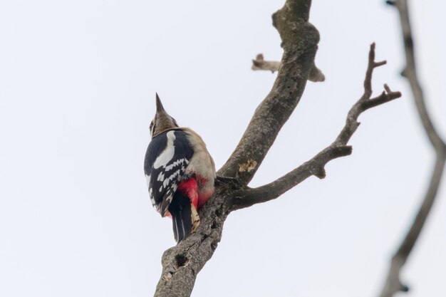 Great Spotted Woodpecker on branch (Dendrocopos major)