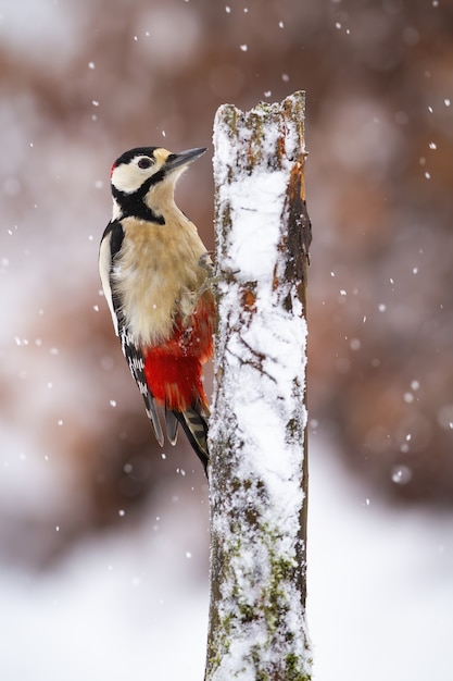 Foto picchio rosso maggiore arrampicata su albero durante la nevicata.