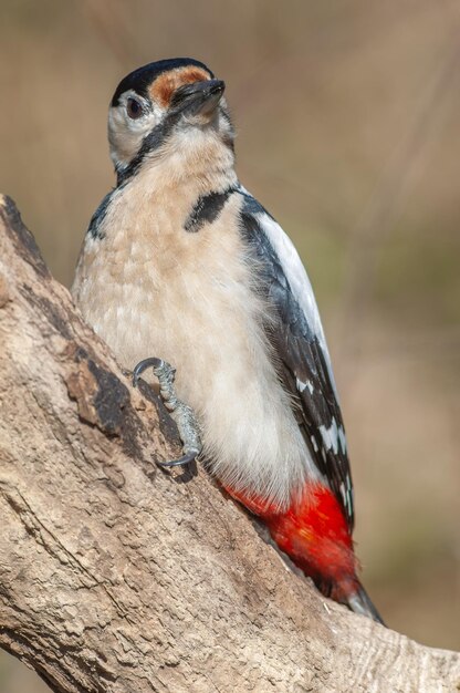 Photo great spotted woodpecker dendrocopos major on a branch in the forest