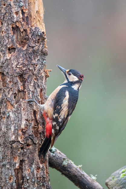 Great spotted woodpecker (Dendrocopos major) Leon, Spain