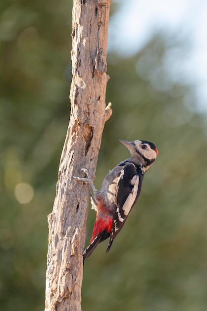 Great spotted woodpecker Dendrocopos major Malaga Spain