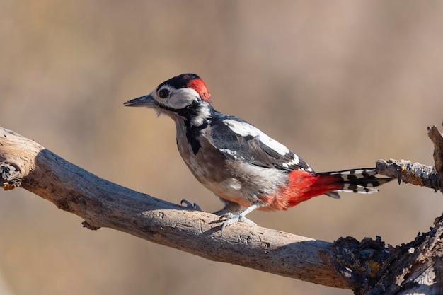 Great spotted woodpecker Dendrocopos major Malaga Spain