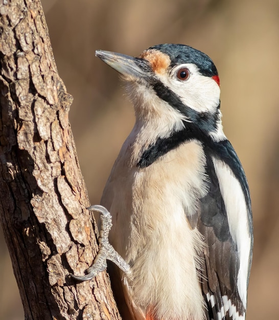 オオキツツキ Dendrocopos major オスの鳥は若い木の幹に座っています。