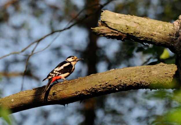 Great spotted woodpecker Dendrocopos major sitting among the branches of a tree