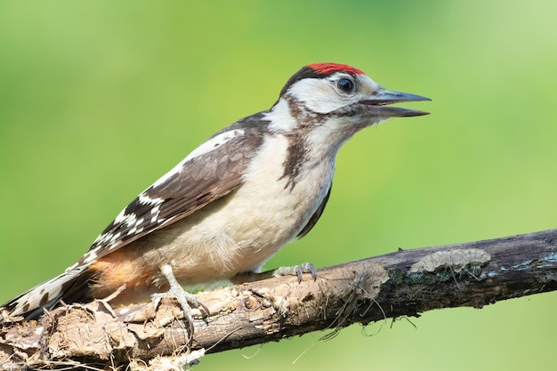 Great spotted woodpecker Dendrocopos major A young bird sits on a branch on a blurry background