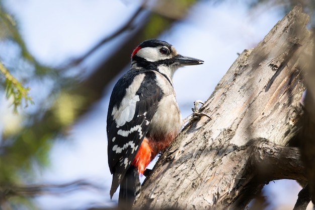 Great Spotted Woodpecker (Dendrocopos major)