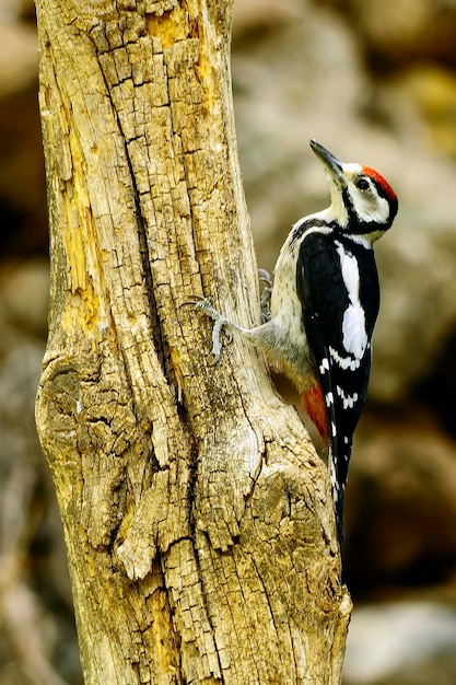 The great spotted woodpecker is a species of bird in the picidae family