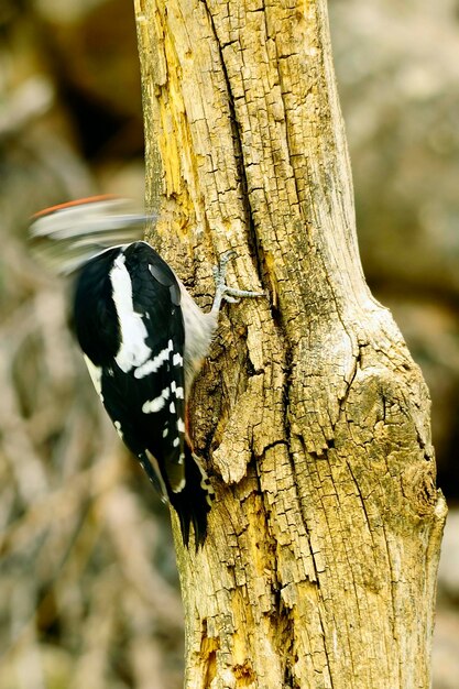 The Great Spotted Woodpecker Is A Species Of Bird In The Picidae Family