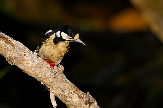 The Great Spotted Woodpecker Is A Species Of Bird In The Picidae Family