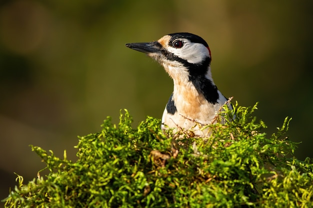 Great spotted woodpecker looking from behind green moss in spring nature