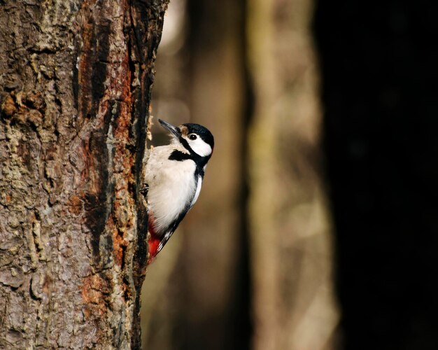 Great spotted woodpecker on a pine tree on a spring morning in the hollow building Moscow region