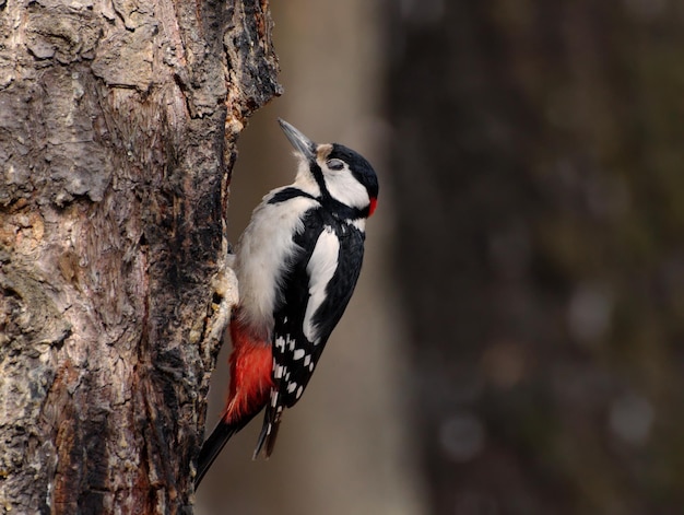 Great spotted woodpecker on a pine tree on a spring morning in the hollow building Russia