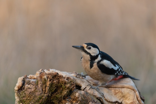 Great spotted woodpecker sitting on the branch. Wildlife scene from nature. Dendrocopos major.