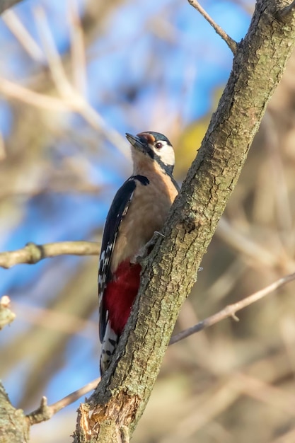 Great Spotted Woodpecker on tree trunk