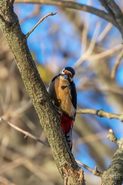 Great Spotted Woodpecker on tree trunk