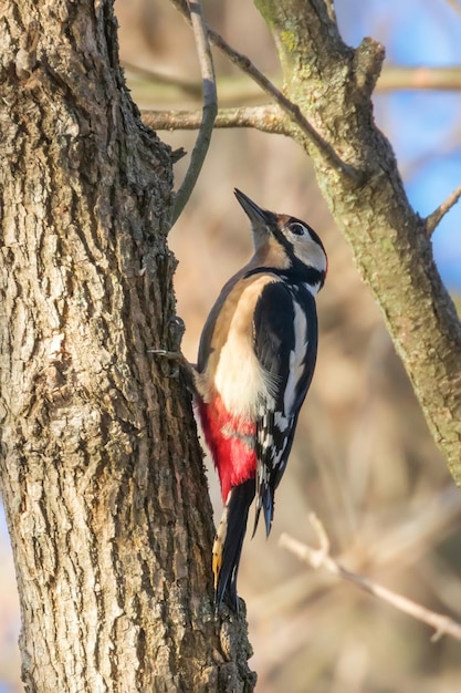 Great Spotted Woodpecker on tree trunk