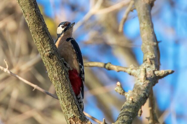 Foto picchio rosso maggiore sul tronco d'albero