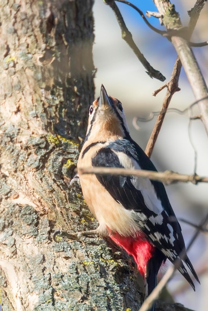 Great Spotted Woodpecker on tree trunk