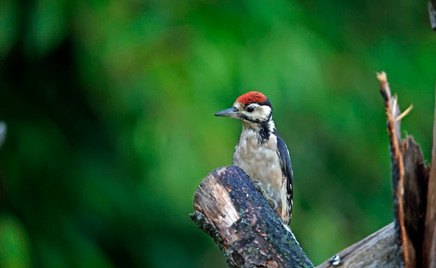 Photo great spotted woodpecker