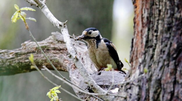 Great spotted woodpeckers feeding their chicks at the nest site