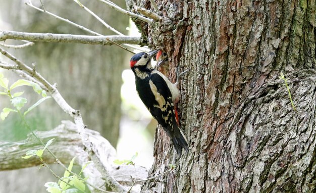 Great spotted woodpeckers feeding their chicks at the nest site