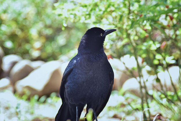 Great-tailed grackle bird close up in puerto vallarta mexico