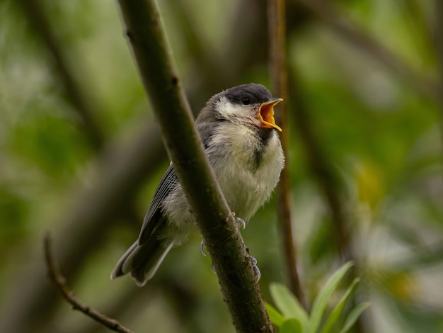 Great tit on a branch in a green setting