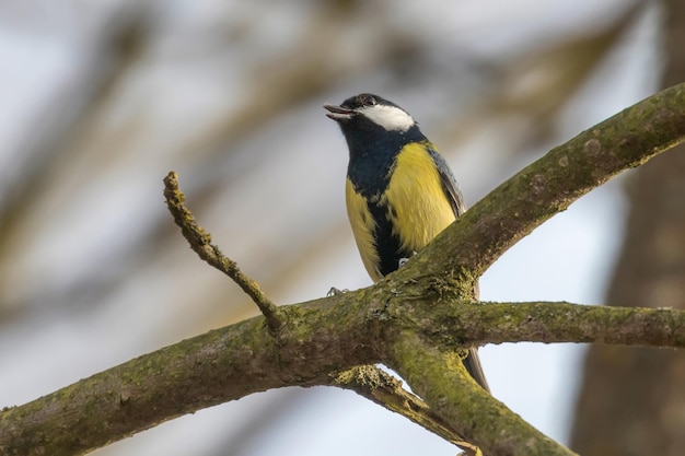 가지에 큰 가슴 (Parus major) 귀여운 작은 새