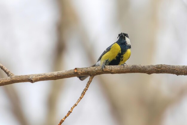 Great tit on branch (Parus major) Cute little Bird